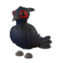 Black-Chested Pheasant