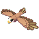 Black Kite