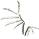 Bone Wings