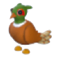 BrownChested Pheasant