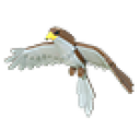 Hawk