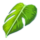 Monstera Leaf Cape