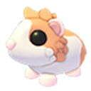 Red Dutch Guinea Pig