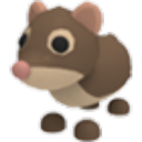 Shrew